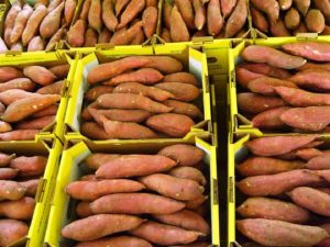 صادرات البطاطا تسجل 31.6 مليون دولار خلال الربع الأول من الموسم الحالى