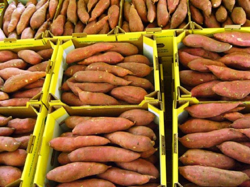صادرات البطاطا تسجل 31.6 مليون دولار خلال الربع الأول من الموسم الحالى