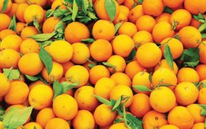 «تصديري الحاصلات الزراعية» يسهم في حل المعوقات لشحنات البرتقال المتجهه إلى روسيا (مستند)