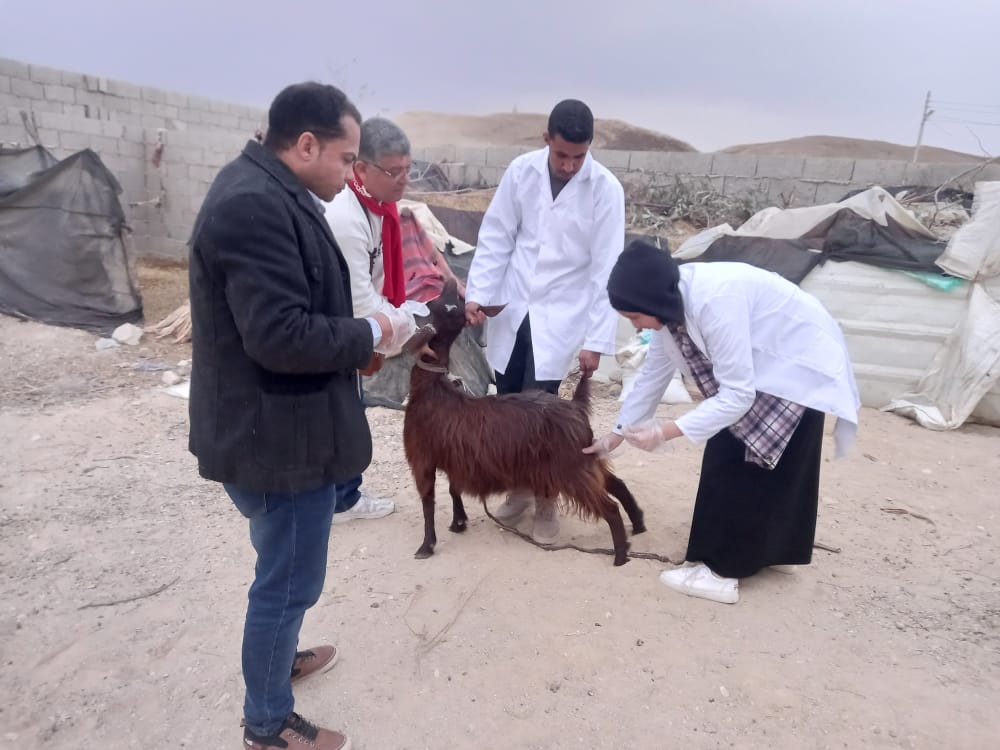 «بحوث الصحراء» يواصل دعم المزارعين وصغار المربين بقوافل بيطرية فى شمال سيناء