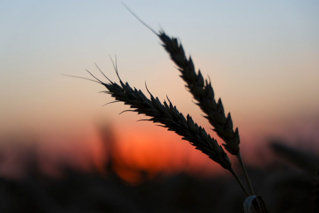 أسعار القمح زادت أربعة دولارات بعد إلغاء اتفاقية تصدير الحبوب مع أوكرانيا