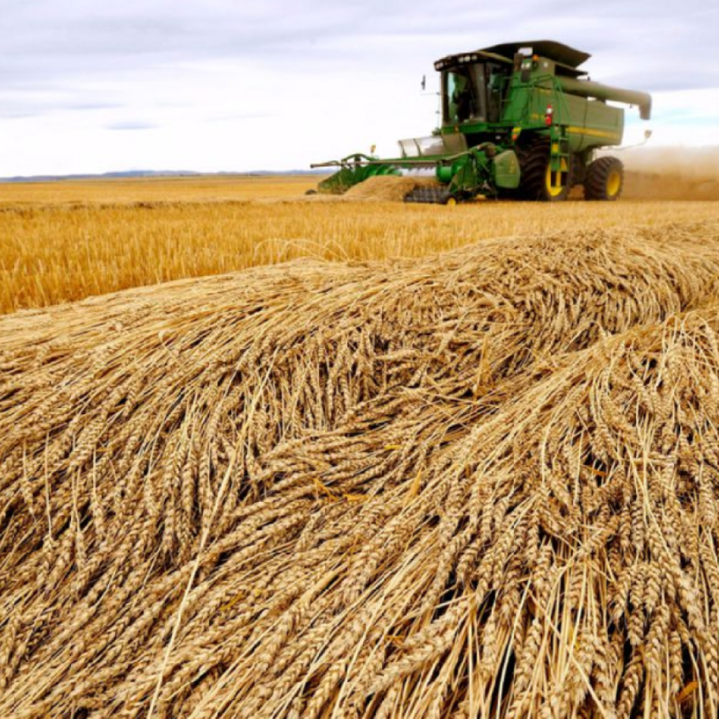 الزراعة : محصول مصر من القمح سيصل إلى 10 ملايين طن هذا العام
