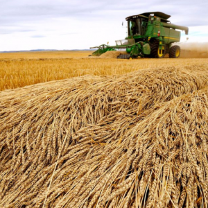 الزراعة : محصول مصر من القمح سيصل إلى 10 ملايين طن هذا العام