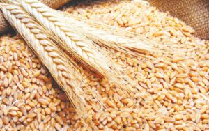 القابضة للصوامع: سعر توريد القمح يشجع على زيادة الكميات الموردة من المزارعين
