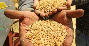 «التموين»: الحافز الإضافي لسعر توريد أردب القمح مشجع للمزارعين
