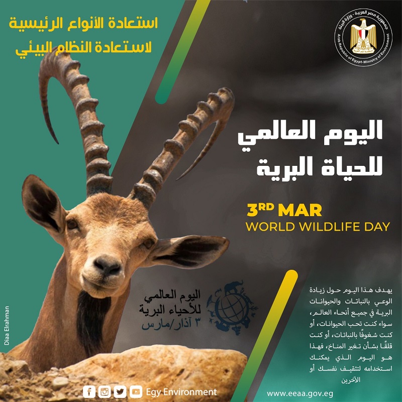 مصر تحتفل باليوم العالمى للحياة البرية على مواقع التواصل