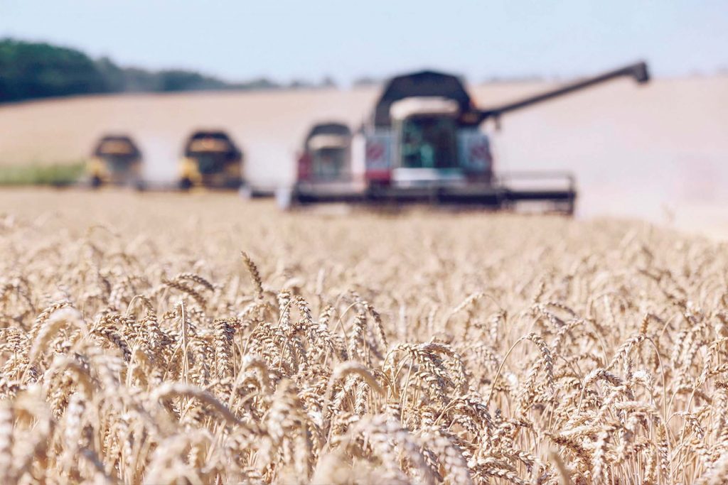 تعاقدات جديدة لاستيراد القمح من ألمانيا وبلغاريا لصالح القطاع الخاص