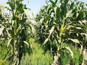 وزير الزراعة يبحث مع اتحاد الدواجن تنفيذ الزراعة التعاقدية لمحصول الذرة