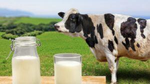 السماح بدخول واردات الحليب ومنتجات الألبان غير المصحوبة بشهادة حلال إلى مصر حتى نهاية أكتوبر