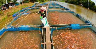 على مساحة 207 أفدنة.. «الثروة السمكية» تطرح 9 مزارع للانتفاع لمدة 5 سنوات