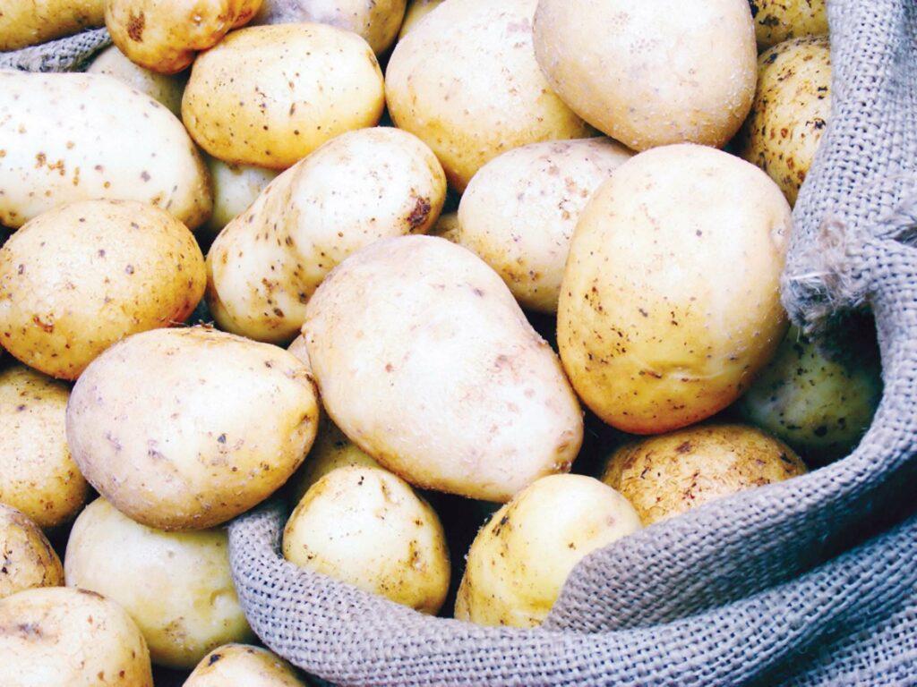 «الزراعة»: فحص 850 ألف طن بطاطس تمهيدا لتصديرها