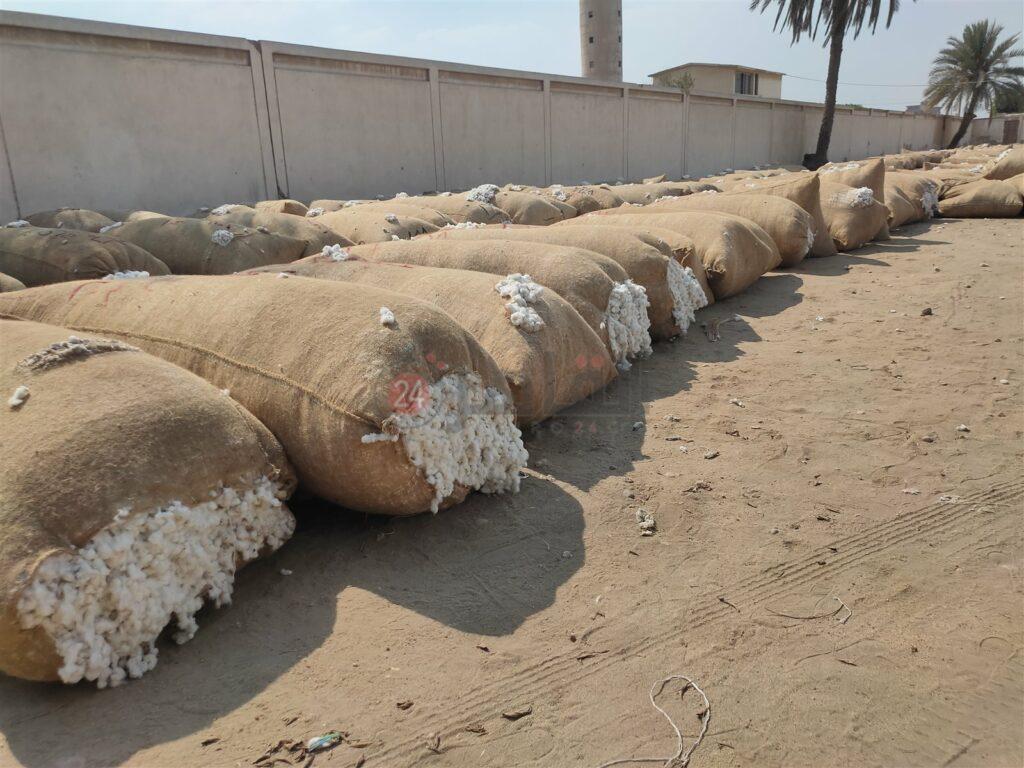 «مصر لحليج الأقطان» تجرى مزاداً على 230 ألف قنطار بالوجه البحرى