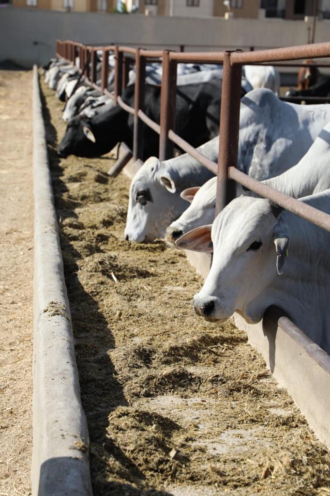 وزيرا الزراعة والتنمية المحلية ومحافظ بورسعيد يتفقدون محطة تسمين الماشية ويفتتحون مصنع الأعلاف