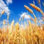 بدء موسم حصاد وتوريد القمح.. و«القصير» يوجه بالتيسير على المزارعين