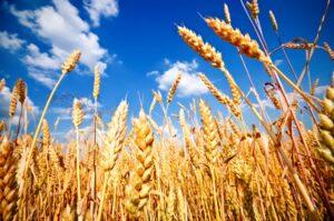 بدء موسم حصاد وتوريد القمح.. و«القصير» يوجه بالتيسير على المزارعين