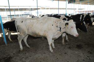 وزير الزراعة ومحافظ الشرقية يطلقان مبادرة «احلم» لتمويل رؤوس الأبقار الحلاب للمربين