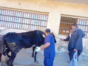«الزراعة»: معهد التناسليات الحيوانية ينظم قافلة بيطرية مجانية لمحافظة الفيوم