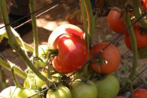 الزراعة: نجاح استنباط 5 هجن طماطم