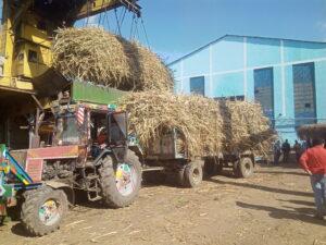 «التموين» تعد لاستصلاح 120 ألف فدان لزراعة قصب السكر في 6 محافظات