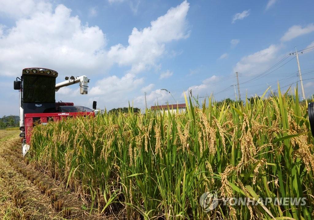 لتحقيق استقرار الأسعار.. كوريا تقلص المساحة المزروعة بالأرز