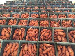 إدارة الحجر الزراعي تصدر تعليمات جديدة بشأن تصدير البطاطا الحلوة
