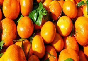 وزير الزراعة: مصر الأولى عالميًا في صادرات البرتقال والفراولة المجمدة للعام الثالث على التوالي