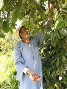 عضو نقابة الزراعيين يكشف فرص نجاح وتوطين زراعة البن في مصر