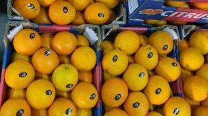 وزير الزراعة يعلن فتح أسواق المغرب وكندا أمام البطاطس والفراولة الطازجة