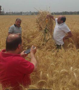 «التموين»: استلام 1.1 مليون طن قمح حتى الآن من المزارعين في 25 محافظة