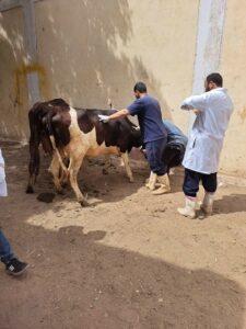 «البحوث الزراعية» و «مصر الخير» يطلقان حملة قوافل بيطرية لعلاج مواشي صغار المربين مجانا في سوهاج