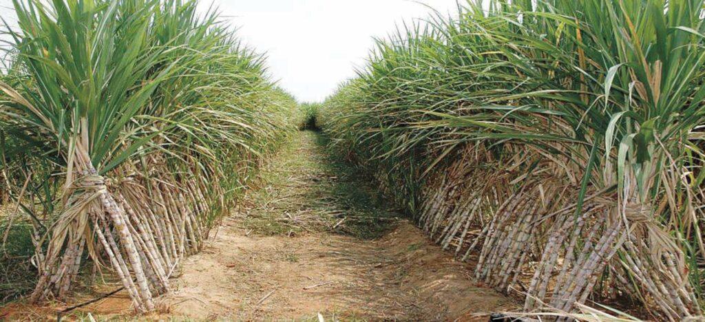 التموين: استمرار توريد محصول قصب السكر واستلام 4.7 مليون طن
