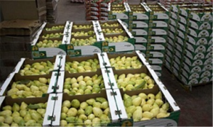 الحجر الزراعي يصدر تعليمات بشأن تصدير الجوافة إلى لبنان