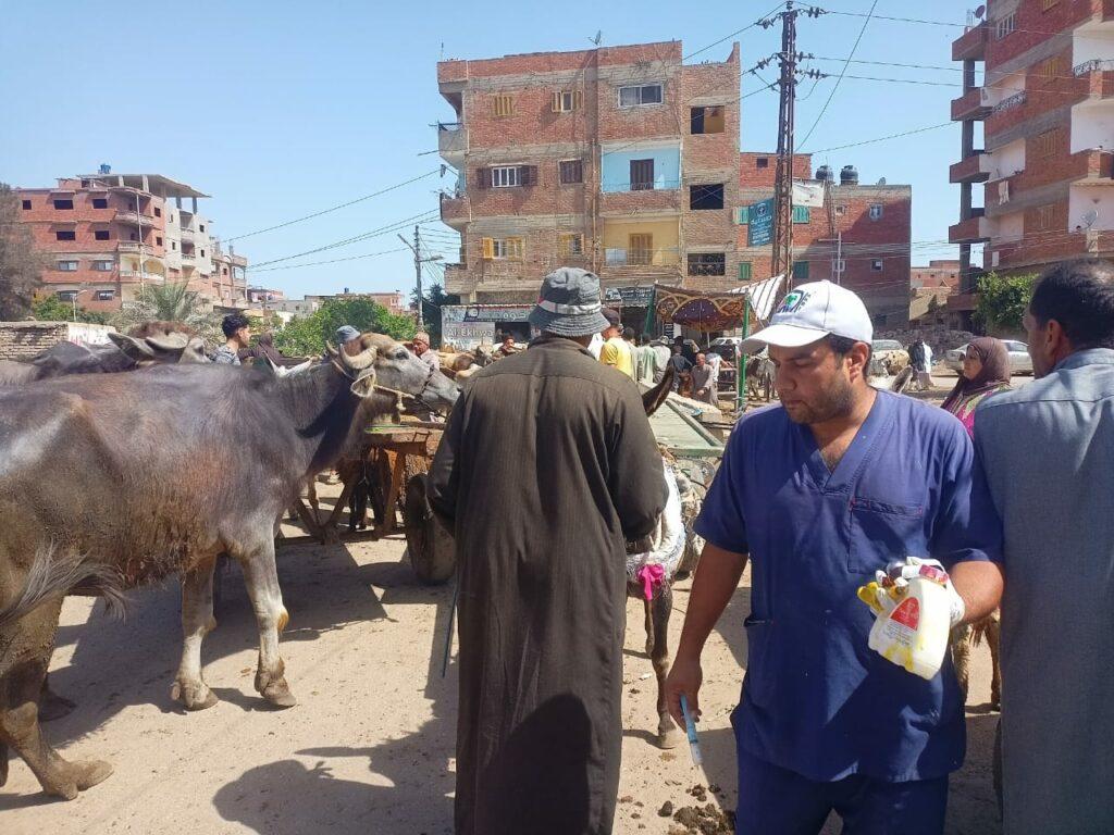 «البحوث الزراعية»: علاج وفحص أكثر من 4300 رأس ماشية مجانًا لدى 2001 من صغار المربين بمحافظة كفر الشيخ