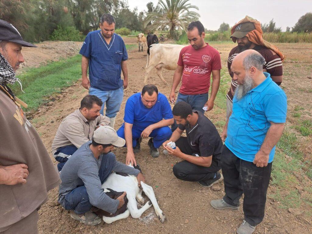 في إطار مبادرة حياة كريمة.. «بحوث الصحراء» ينظم قافلة بيطرية مجانية لمدينة الفرافرة بالوادي الجديد