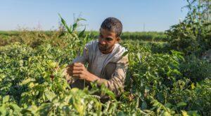 الهجرة اليونانية: استقدام مصريين خلال الصيف للعمل بوظائف زراعية