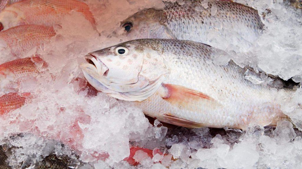 وزارة التجارة تقرر مد صلاحية الأسماك والكبدة المجمدة