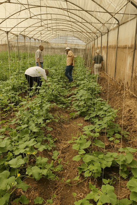 «البحوث الزراعية» يتابع الحقول و المراكز الإرشادية والمحاصيل الصيفية بالفيوم