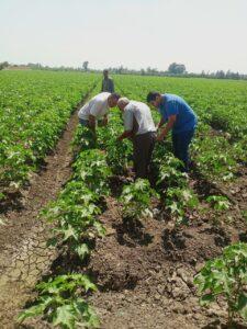 «الزراعة» تتابع منظومة مكافحة الآفات والرقابة على المبيدات في جميع محافظات الجمهورية