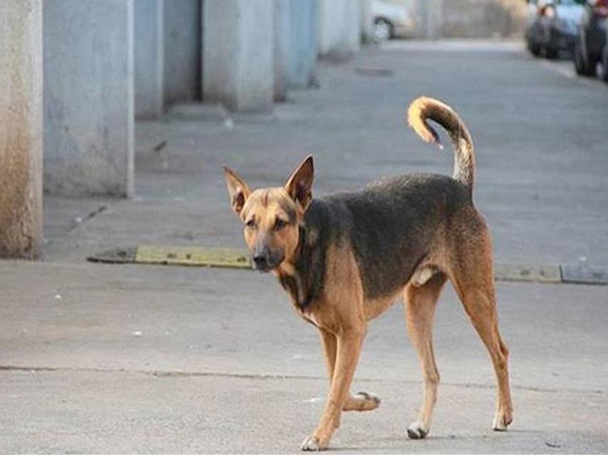 اعترافات المتهم بالاعتداء على «كلب» ضال في الشرقية: «خوفت على أغنامي»
