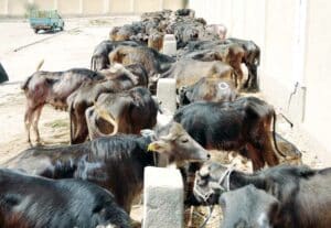 تجار: زيادة سعر اللبن البقري في «عروس المتوسط» بسبب نقص المعروض