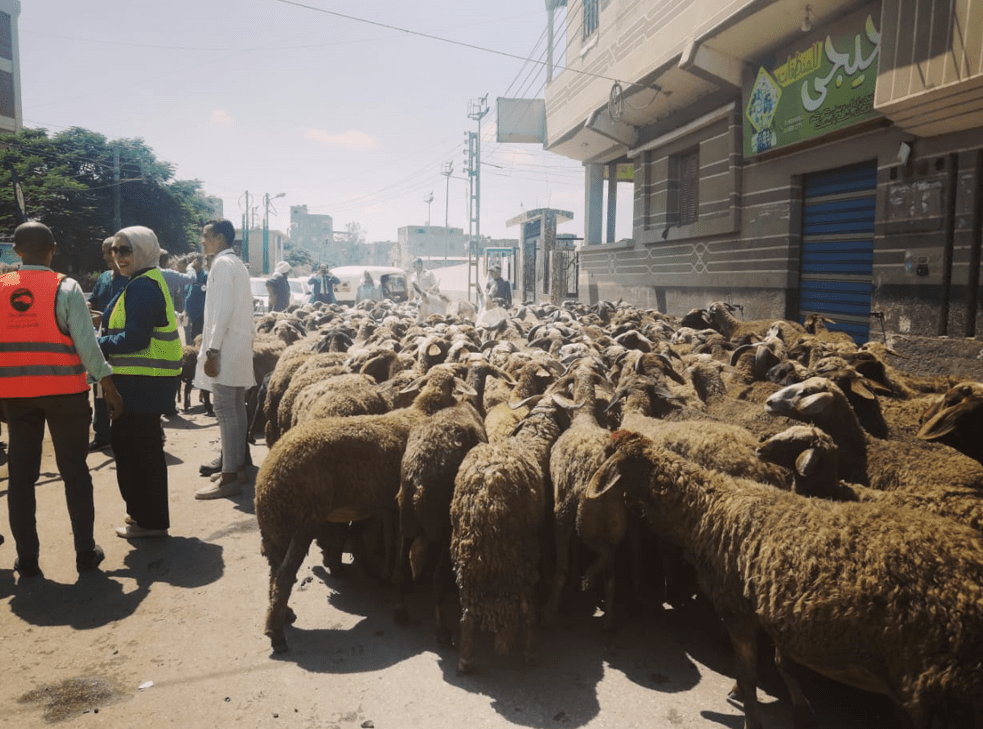 «الصحة الحيوانية» ينفذ قوافل بيطرية وإرشادية في 9 محافظات