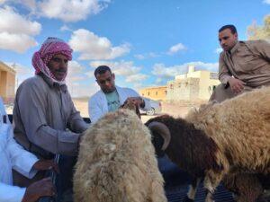 محافظ مطروح يوجه بتكثيف جهود الحفاظ على الثروة الحيوانية