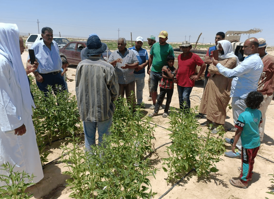 «الزراعة» تواصل تقديم الخدمات الإرشادية لمزارعي التجمعات التنموية بسيناء