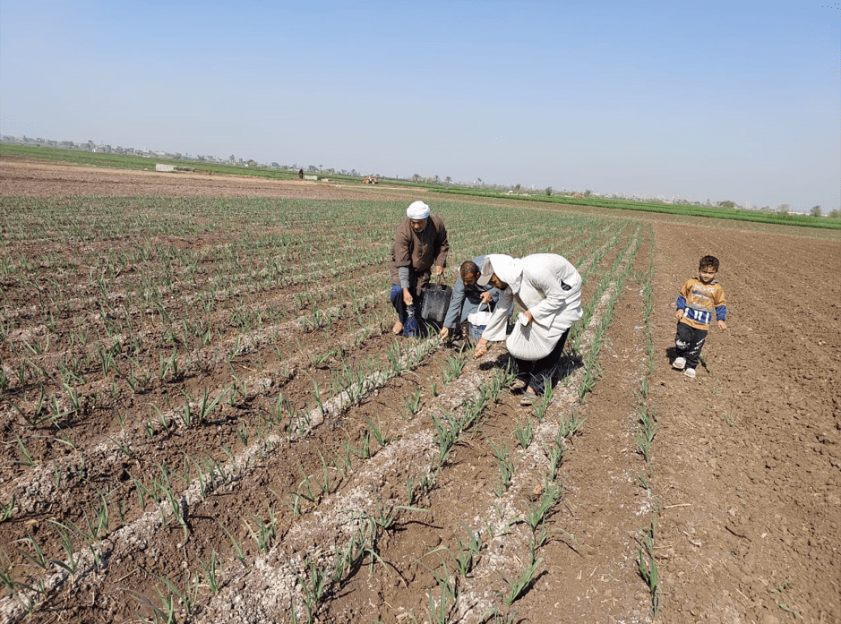 «المركزية للإرشاد الزراعي» تنظم أكثر من 150 ندوة إرشادية وحقلية بالمحافظات خلال ديسمبر