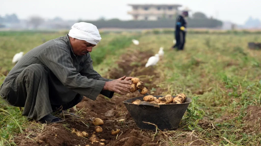 خبير: المنتجات الزراعية المصرية مطلوبة في 196 سوقًا عالميًا