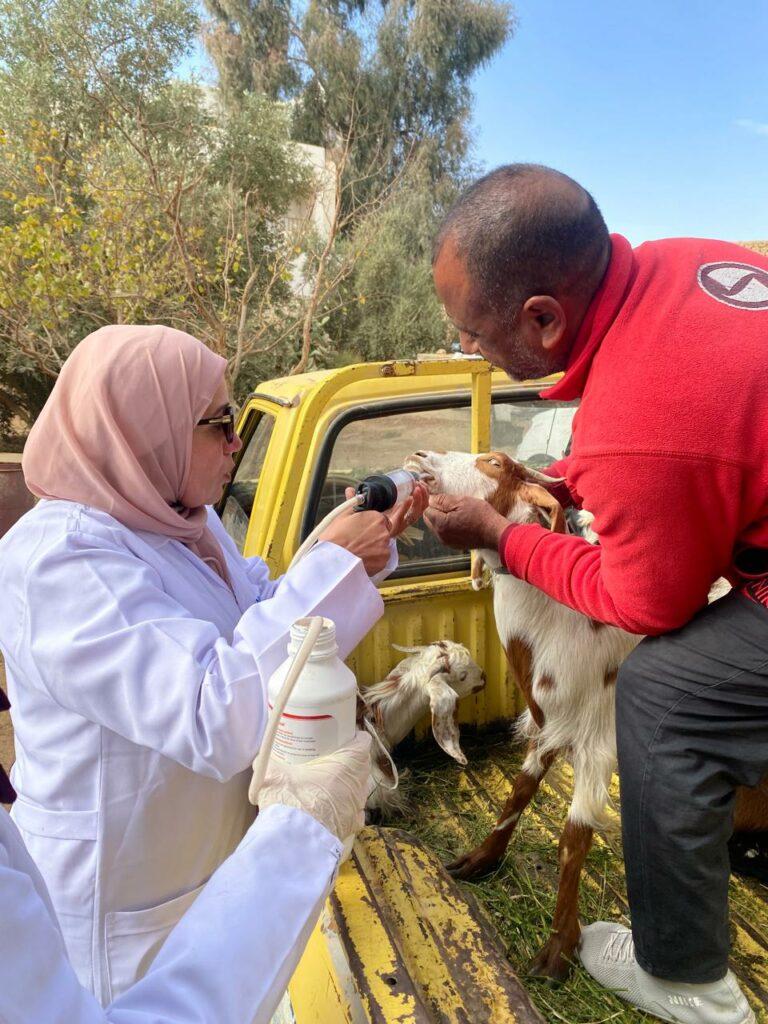 محافظ الجيزة: تحصين 168 ألفا و415 رأس ماشية ضد الأمراض