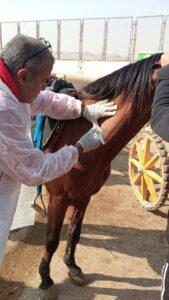 الجيزة: قوافل بيطرية لفحص وعلاج الخيول والإبل بنزلة السمان