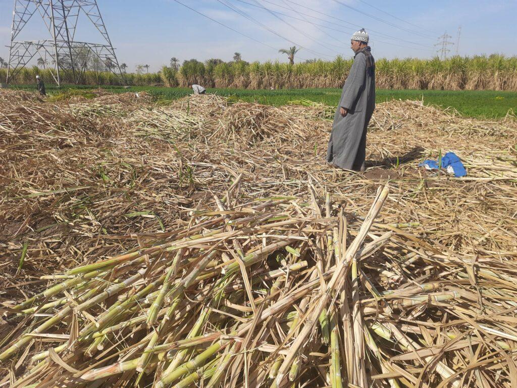 «التموين»: استلام 2.7 مليون طن قصب من المزارعين بقيمة 6.7 مليار جنيه