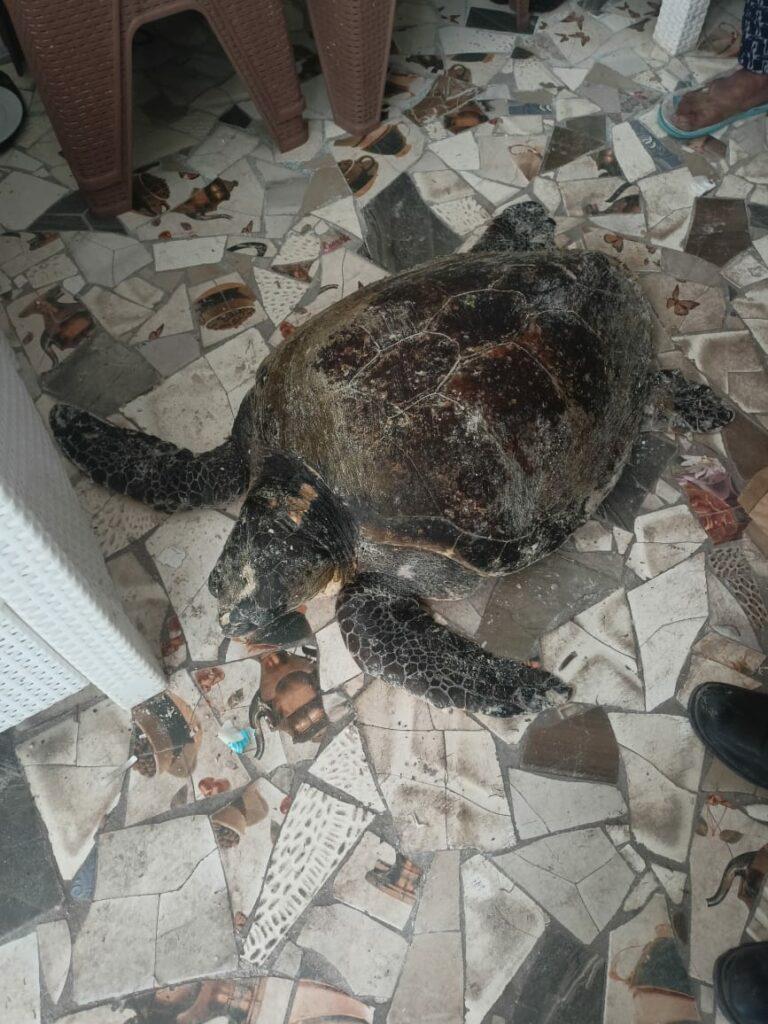 عمرها 104 أعوام.. العثور على سلحفاة بحرية نادرة بشواطئ الإسكندرية ونقلها للعلاج ببورسعيد