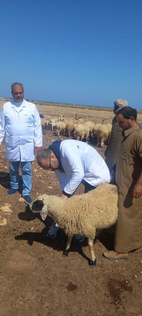 محافظ مطروح يتابع أعمال القافلة البيطرية الشاملة المجانية فى سيدى برانى والنجيلة